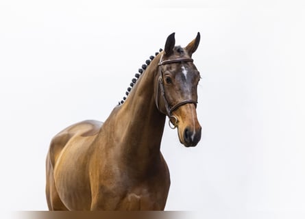 KWPN, Ruin, 7 Jaar, 174 cm, Bruin