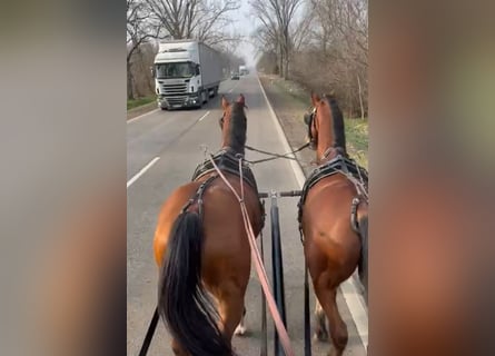 KWPN Mix, Ruin, 8 Jaar, 164 cm, Bruin