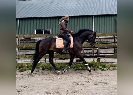 KWPN, Ruin, 8 Jaar, 167 cm, Donkerbruin