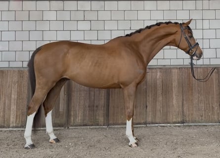 KWPN, Ruin, 8 Jaar, 167 cm, Donkere-vos
