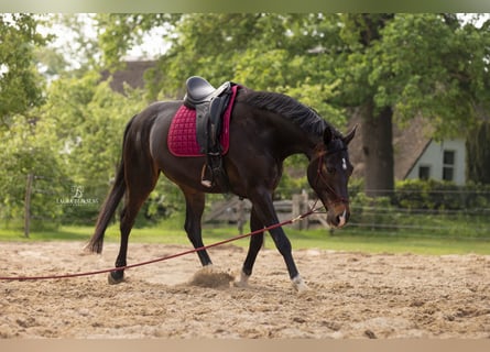 KWPN, Ruin, 8 Jaar, 168 cm, Donkerbruin