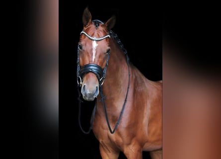 KWPN, Ruin, 8 Jaar, 169 cm, Bruin