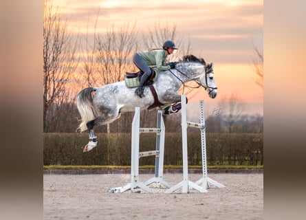 KWPN, Ruin, 8 Jaar, 169 cm, Schimmel