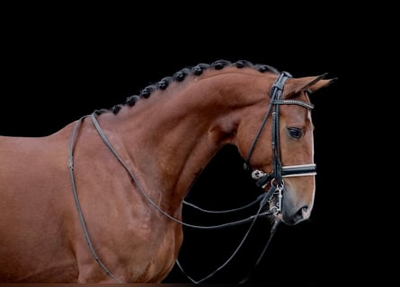 KWPN, Ruin, 8 Jaar, 174 cm, Brauner
