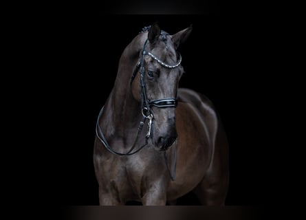 KWPN, Ruin, 8 Jaar, 174 cm, Zwart