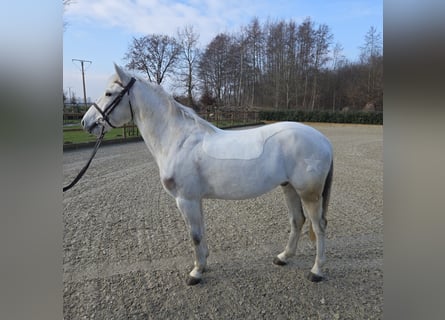 KWPN, Ruin, 9 Jaar, 146 cm, Schimmel