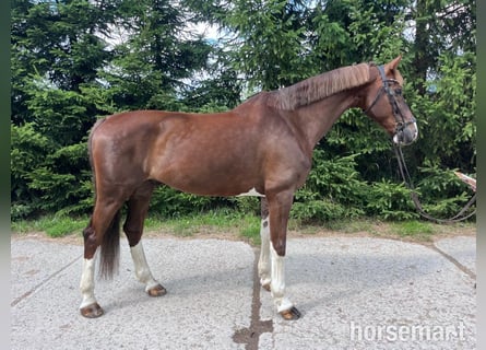 KWPN, Ruin, 9 Jaar, 165 cm, Donkere-vos