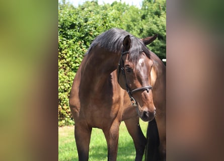 KWPN, Ruin, 9 Jaar, 166 cm, Donkerbruin