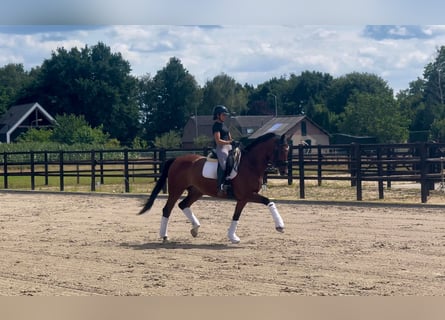 KWPN, Ruin, 9 Jaar, 167 cm, Bruin