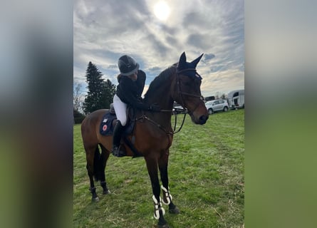 KWPN, Ruin, 9 Jaar, 170 cm, Bruin