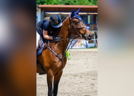 KWPN, Ruin, 9 Jaar, 170 cm, Bruin