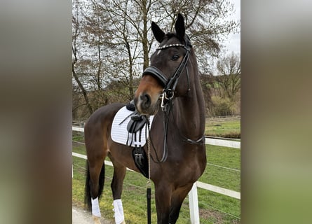 KWPN, Ruin, 9 Jaar, 171 cm, Bruin