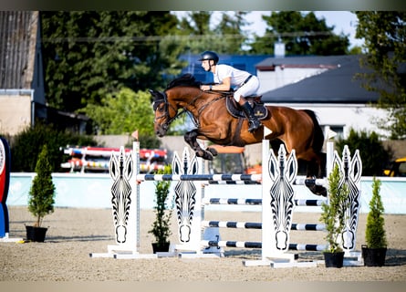KWPN, Ruin, 9 Jaar, 173 cm, Bruin