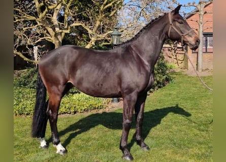 KWPN, Ruin, 9 Jaar, 174 cm, Bruin