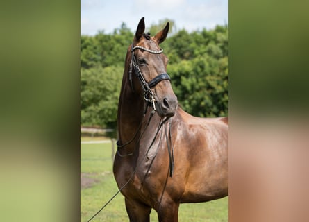 KWPN, Ruin, 9 Jaar, 178 cm, Donkerbruin KWPN, Ruin, 9 Jaar, 178 cm, Donkerbruin