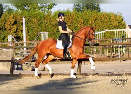KWPN, Semental, 12 años, 172 cm, Alazán