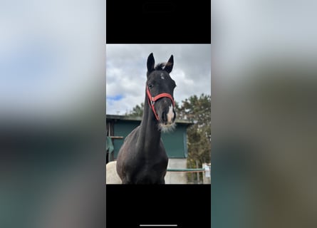 KWPN, Semental, 1 año, 130 cm, Morcillo