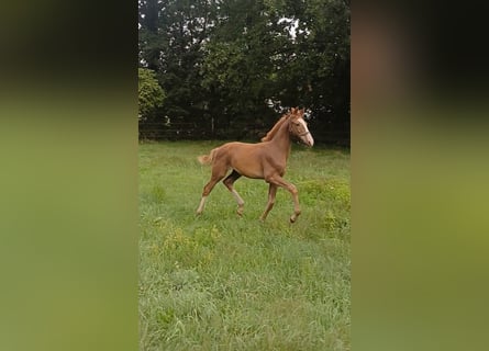 KWPN, Semental, 1 año, Alazán-tostado