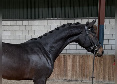 KWPN, Semental, 2 años, 164 cm, Castaño oscuro