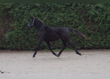 KWPN, Semental, 2 años, 164 cm, Negro