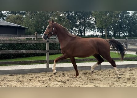 KWPN, Semental, 2 años, 168 cm, Alazán