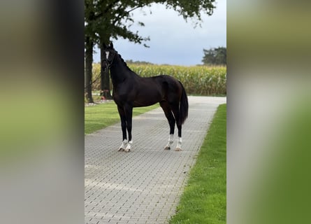 KWPN, Semental, 2 años, 168 cm, Morcillo