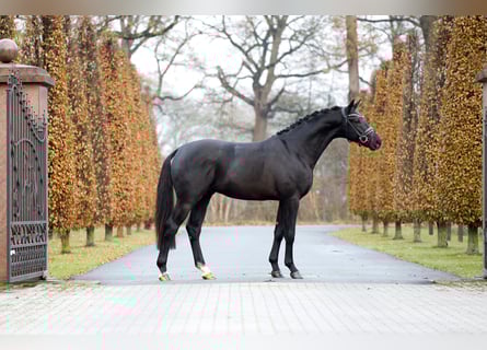 KWPN, Semental, 2 años, 168 cm, Negro