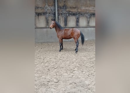 KWPN, Semental, 2 años, 170 cm, Castaño