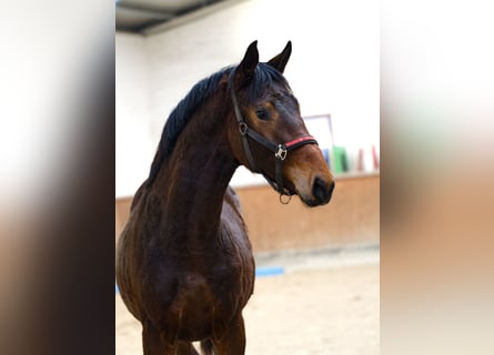 KWPN, Semental, 2 años, 170 cm, Castaño