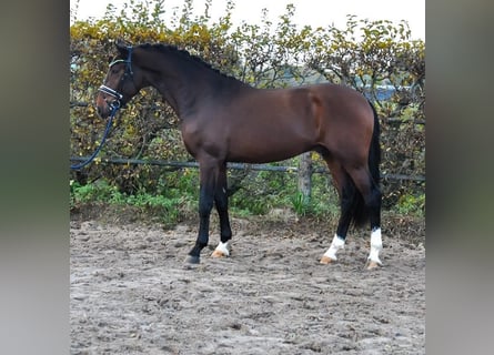 KWPN, Semental, 2 años, 171 cm, Castaño oscuro