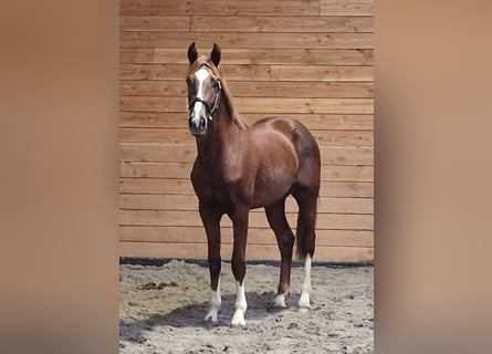 KWPN, Semental, 2 años