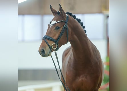 KWPN, Semental, 2 años, Castaño