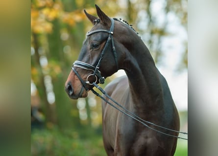 KWPN, Semental, 2 años, Castaño oscuro