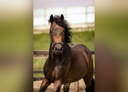 KWPN, Semental, 3 años, 162 cm, Castaño