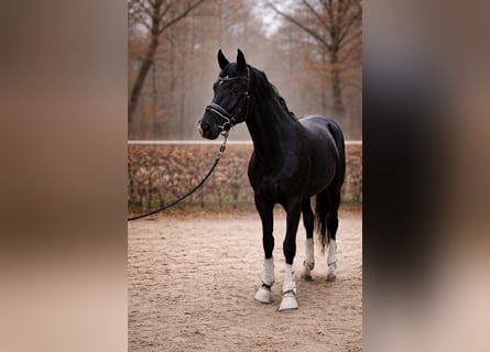 KWPN, Semental, 3 años, 163 cm, Negro