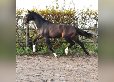 KWPN, Semental, 3 años, 165 cm, Castaño