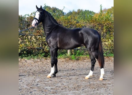 KWPN, Semental, 3 años, 166 cm, Negro