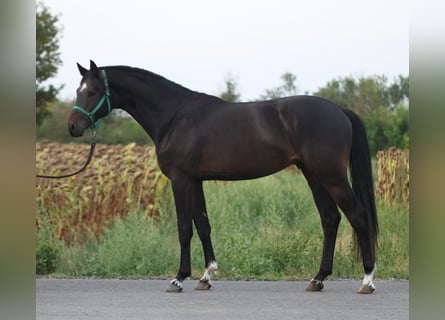 KWPN, Semental, 3 años, 168 cm, Castaño oscuro