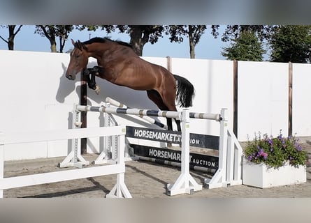KWPN, Semental, 3 años, 168 cm, Castaño oscuro