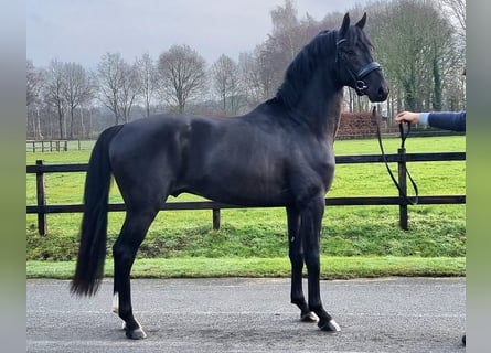 KWPN, Semental, 3 años, 168 cm, Negro