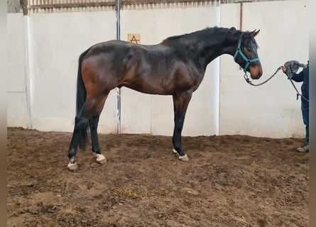 KWPN, Semental, 3 años, 169 cm, Castaño oscuro