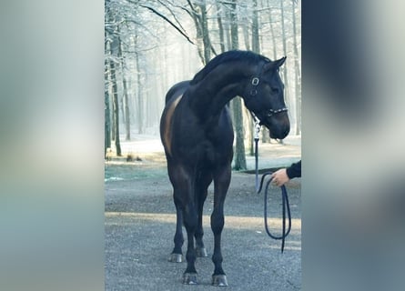 KWPN, Semental, 3 años, 169 cm, Tordillo negro