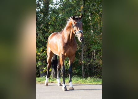 KWPN, Semental, 3 años, 170 cm, Castaño