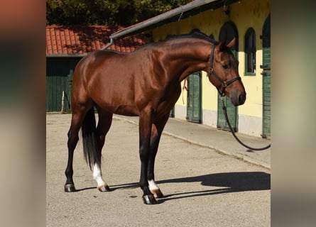 KWPN, Semental, 3 años, 170 cm, Castaño