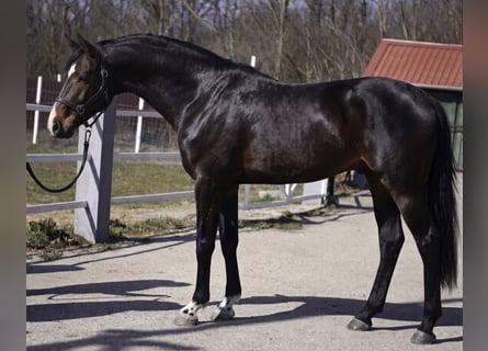 KWPN, Semental, 3 años, 170 cm, Castaño oscuro