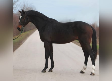 KWPN, Semental, 3 años, 170 cm, Castaño oscuro