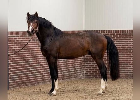 KWPN, Semental, 3 años, 170 cm, Castaño oscuro