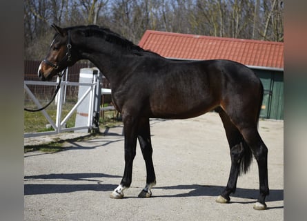 KWPN, Semental, 3 años, 170 cm, Castaño oscuro