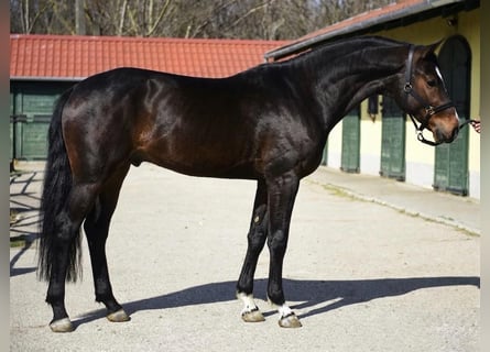 KWPN, Semental, 3 años, 170 cm, Castaño oscuro
