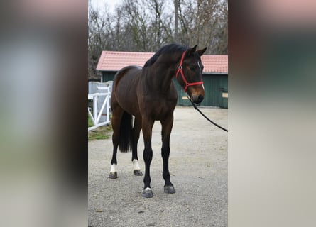 KWPN, Semental, 3 años, 170 cm, Castaño oscuro